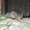 náhled amerika_karlstejn_20160619_122900.prev.jpg