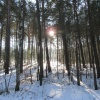 náhled krkavec_20170121_122720.prev.jpg