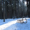 náhled krkavec_20170121_123242.prev.jpg