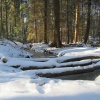 náhled krkavec_20170121_124040.prev.jpg