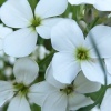 náhled kvetinove_dny_20190603_165138.prev.jpg