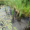 zvětšit náhled zelenovske_rybniky_20190608_125318.prev.jpg