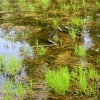 náhled zelenovske_rybniky_20190608_143528.prev.jpg