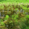náhled zelenovske_rybniky_20190608_143700.prev.jpg