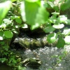 náhled zelenovske_rybniky_20190608_144626.prev.jpg