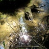 náhled zelenovske_rybniky_20190608_153408.prev.jpg