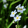náhled zelenovske_rybniky_20190608_165720.prev.jpg